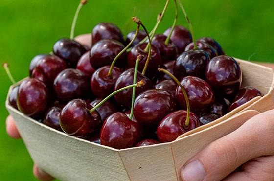 Описание сорта вишни Брусницына и особенности ее выращивания - фото