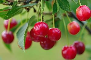 Описание сорта и особенности посадки вишни Брусницына - фото