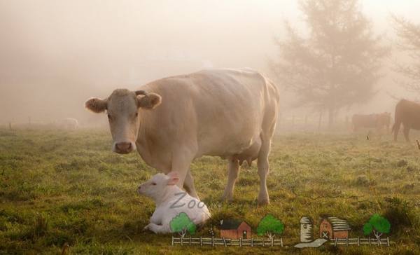 Рождение теленка: как подготовиться и принять роды у коровы - фото