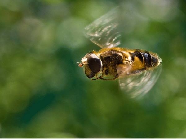 Чем так важен весенний облет пчел? - фото