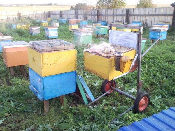 Пчелы в двухкорпусных ульях: тонкости содержания - фото
