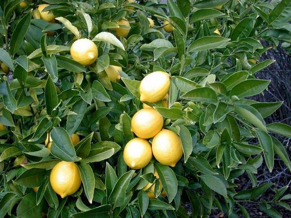 Как вырастить лимон из косточки: правила посадки и ухода за комнатным лимон ... - фото