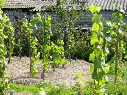 Выращивание лозы винограда с фото