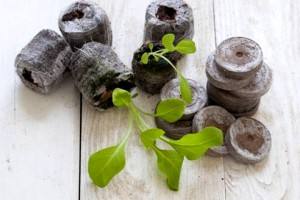 Как вырастить петунию в торфяных таблетках - фото