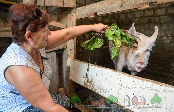 Что нужно знать начинающему животноводу при разведении свиней - фото