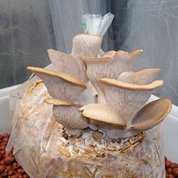 Вешенки в подвале: пошаговая инструкция по выращиванию грибов в домашних условиях с фото