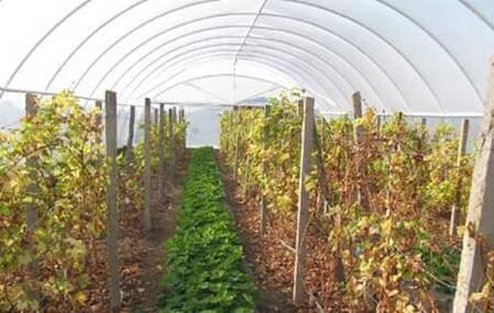 Виноград в теплице: как вырастить? с фото