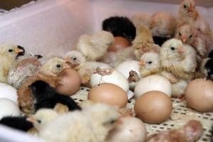 Вывод цыплят в инкубаторе - выращивание птенцов в домашних условиях - фото