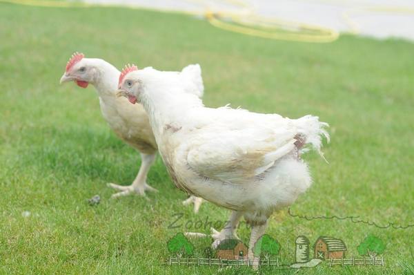Двухнедельные цыплята бройлеры дохнут по одному в день - фото