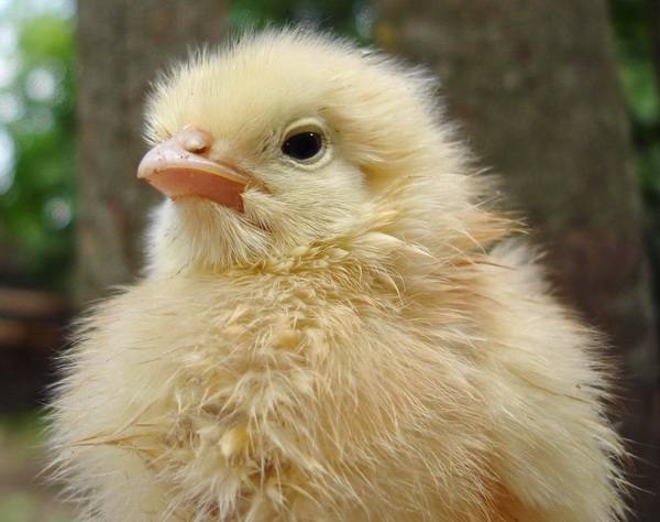 Вздутие у цыпленка с фото