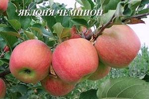 Яблоня Чемпион: фото и описание высокоурожайного сорта - фото