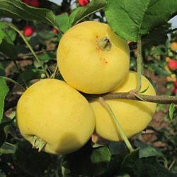 Китайка золотая ранняя: описание яблони, особенности посадки - фото