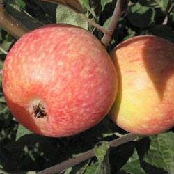 Яблоня «Конфетное»: сладкое угощение на ветке в саду с фото
