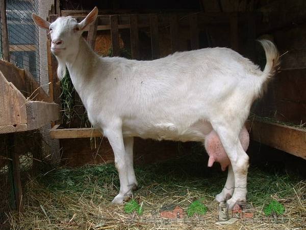 Разводим зааненских коз: описание породы и ее содержание - фото