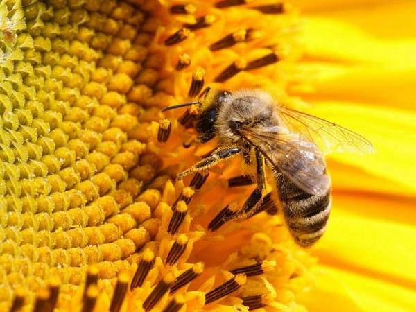 Для чего пчелам мед? - фото