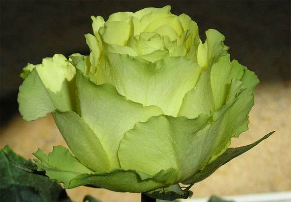 Зелёные розы — признак плодовитости: лучшие сорта и красочные фото - фото