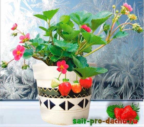 Выращиваем землянику дома на подоконнике: летняя ягода на зимнем столе с фото