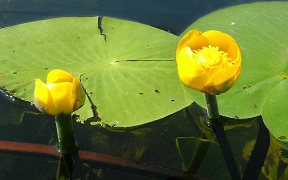 Все о желтой кубышке  красивом водяном растении с фото